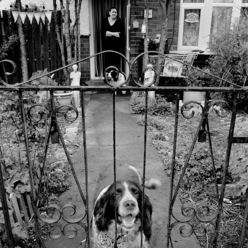 Собака у ворот