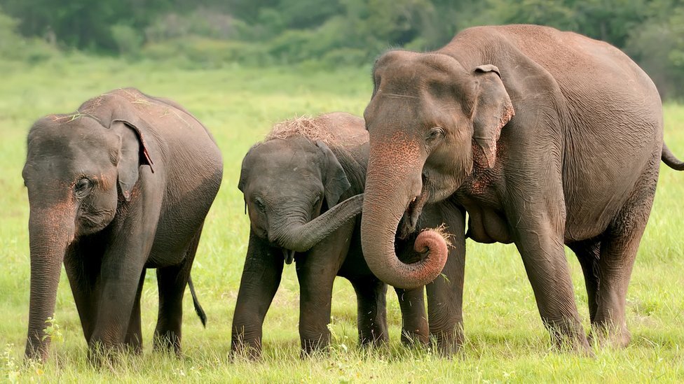 Bangladeshs critically endangered Asian elephants get court protection