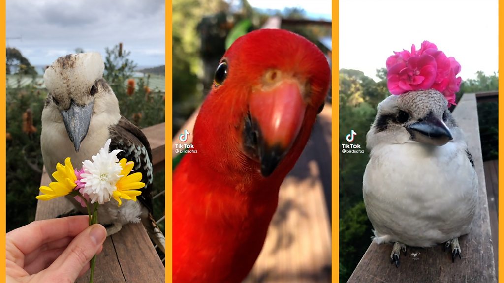 Birds of Oz: The charming natives that found TikTok fame