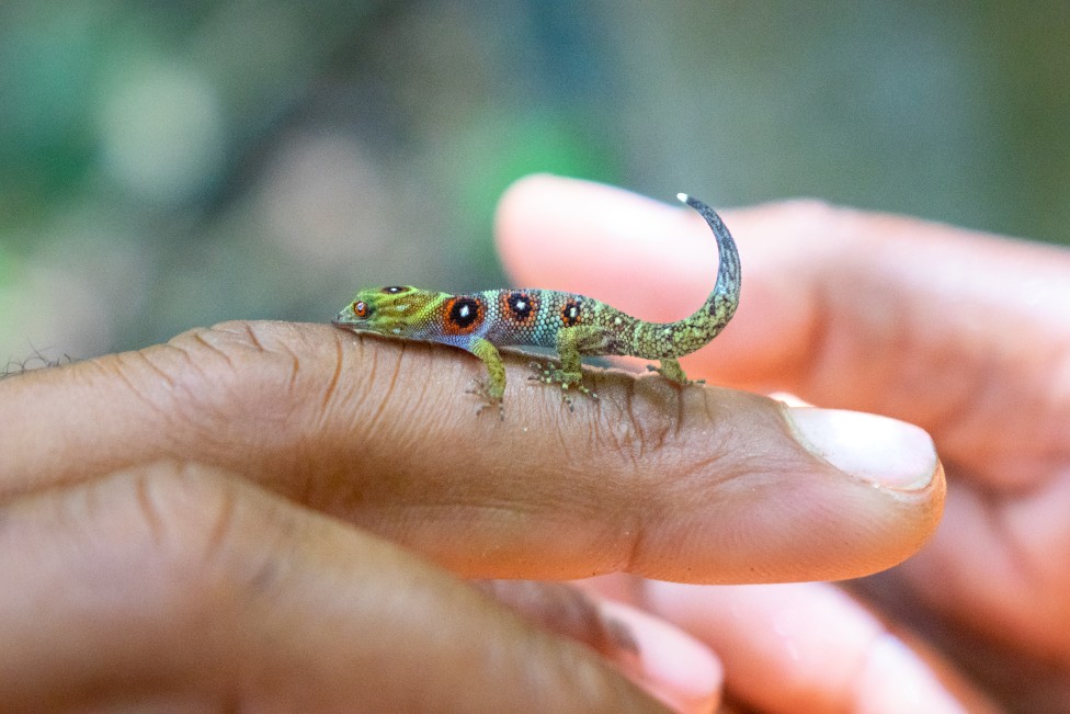El gecko de la isla Unión