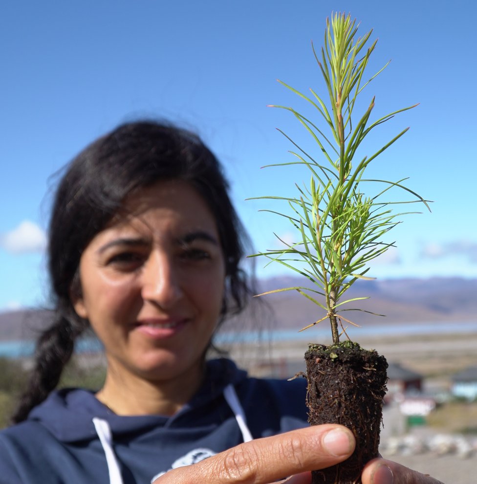 Faezeh Nick planta árboles cerca de Narsarsuaq.