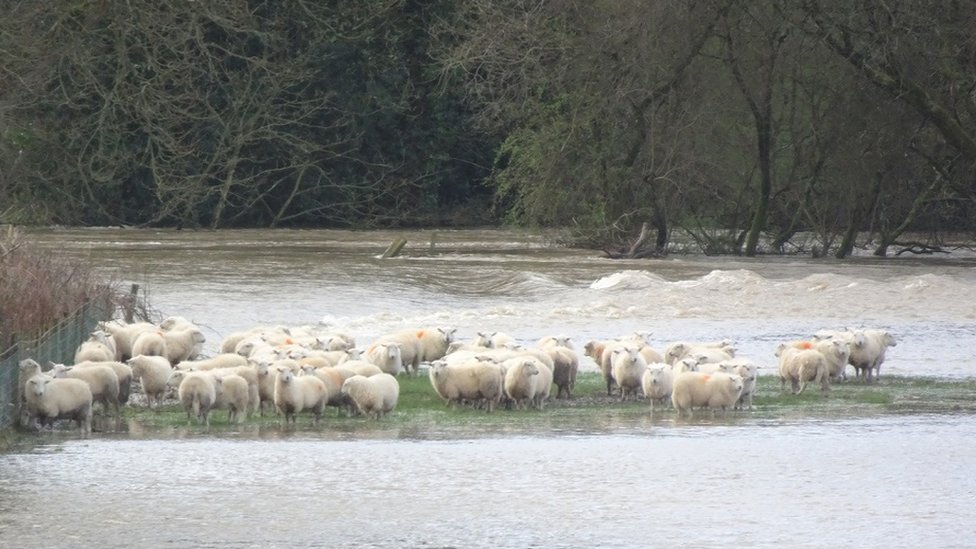 Группа овец забились в затопленное поле
