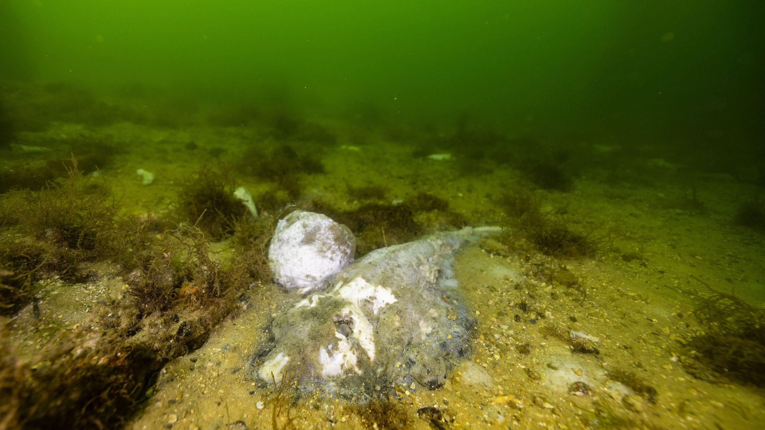Australia's toxic algae bloom is 'natural disaster'