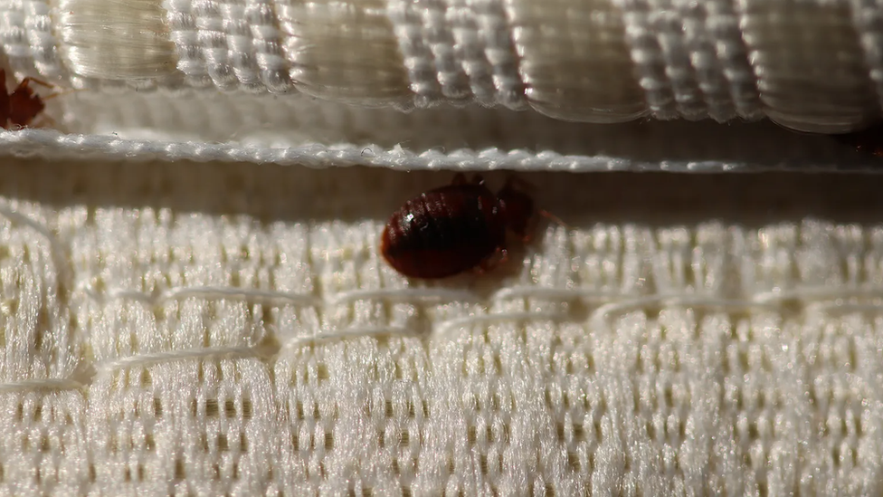 Bed bugs are small enough to be able to hide in the stitching of mattresses, making them very difficult to spot