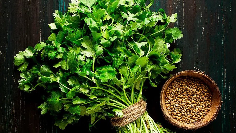 कोथिंबिरीला 'राष्ट्रीय औषधी वनस्पती' ठरवण्याची मागणी होतीये, कारण... - BBC  News मराठी