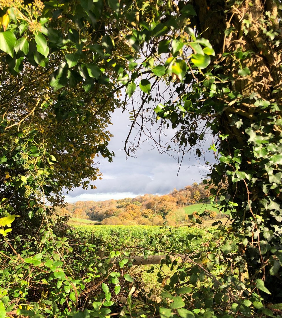 Landscape framed by a hole in a hedge