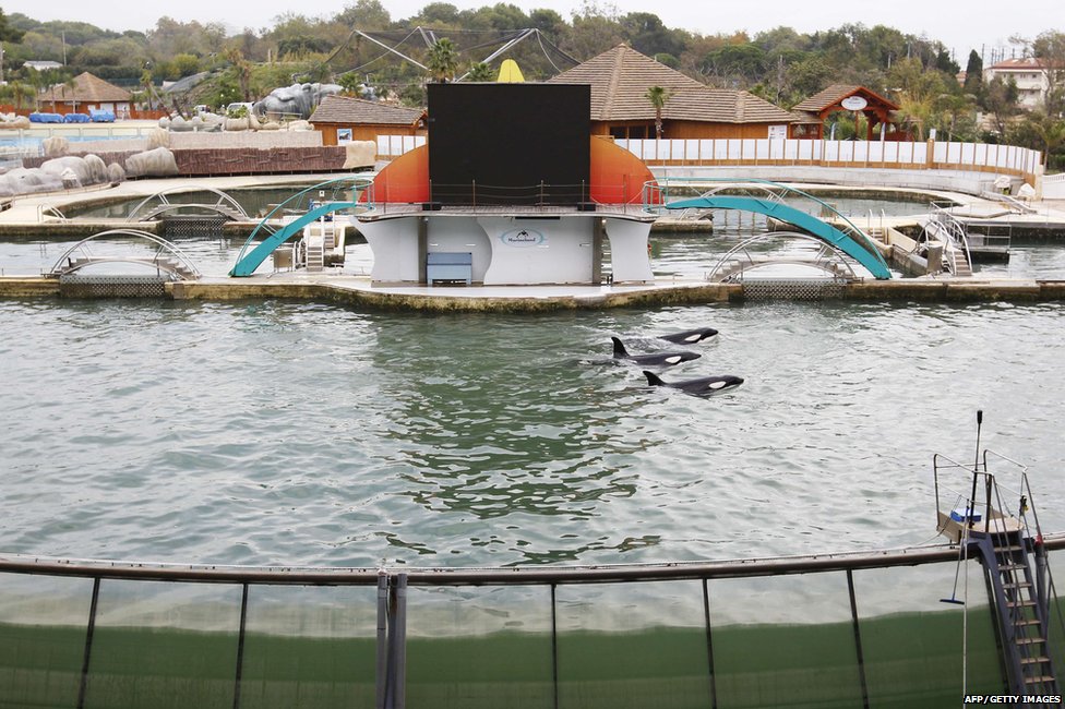 Косатки в Marineland