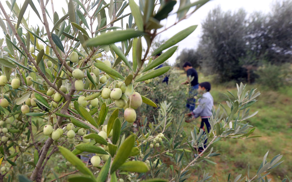 An olive grove in Tarhuna