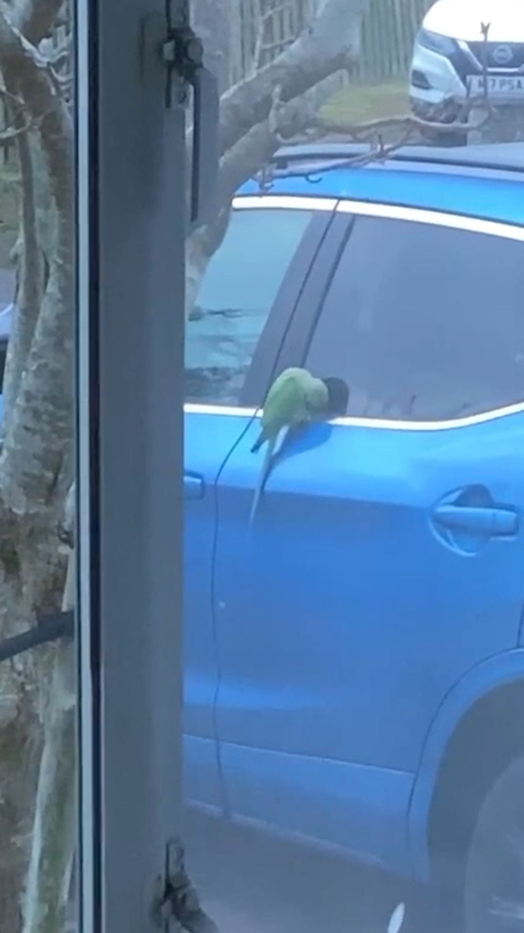 The Inverness parakeet causing havoc in Lochardil