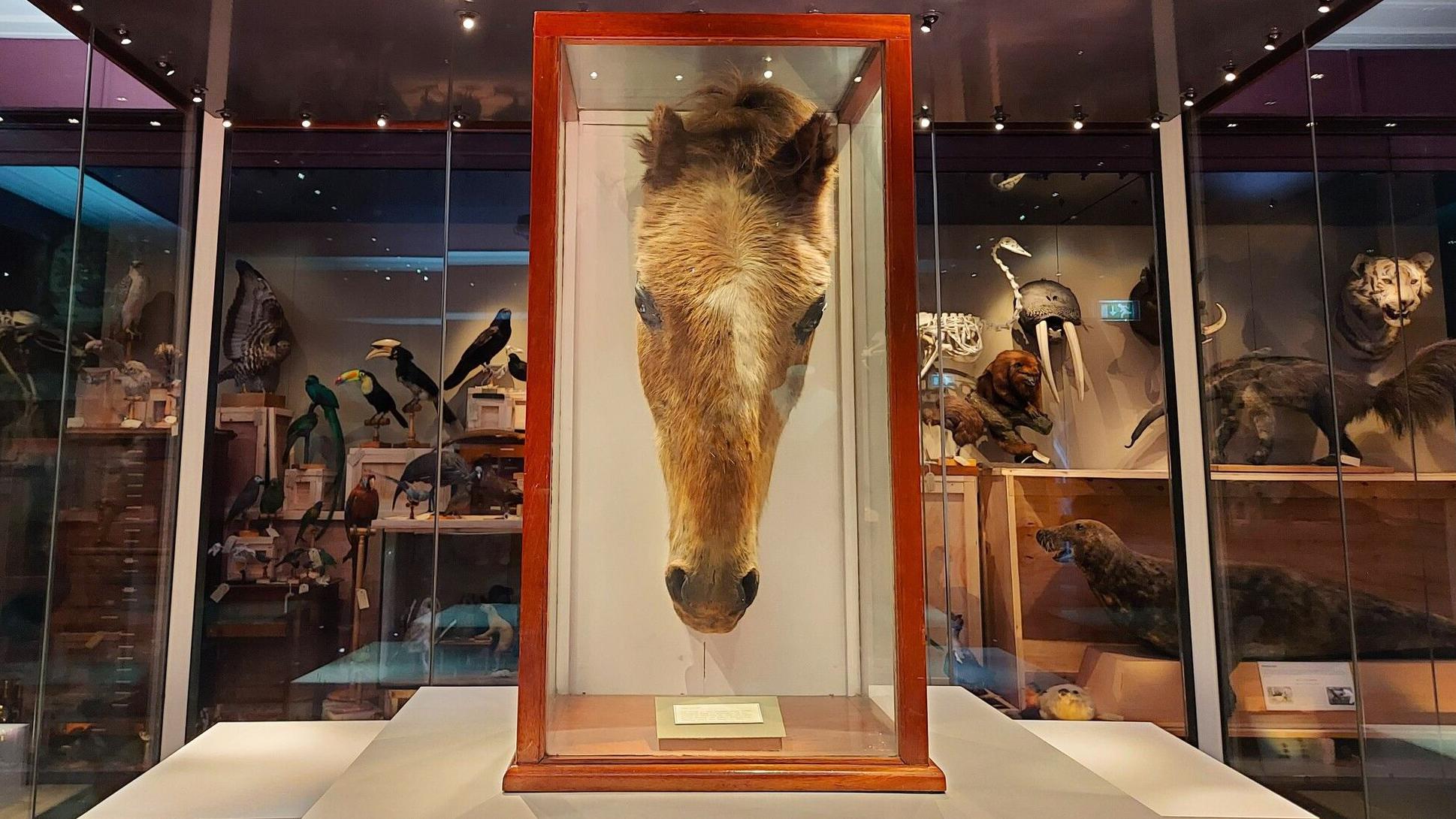 Head of world's oldest horse returns to Warrington