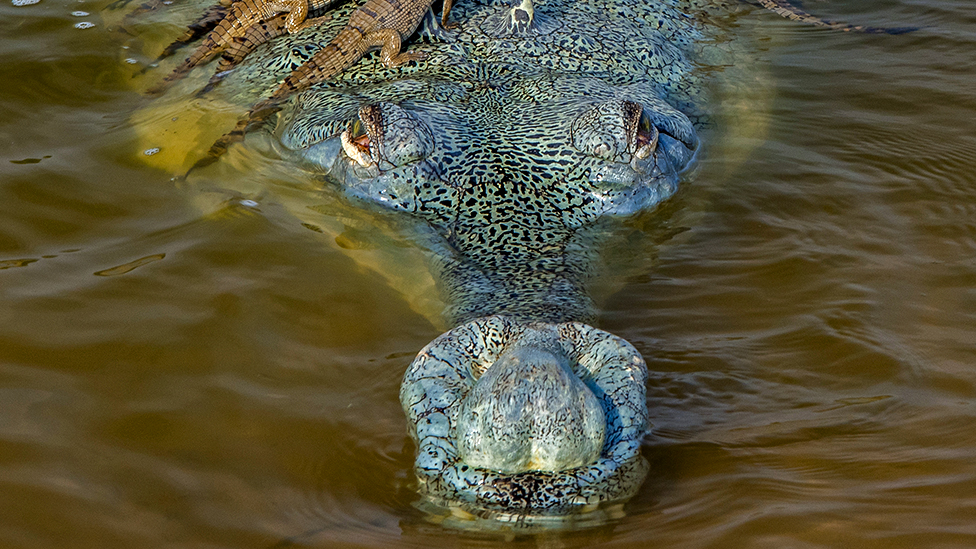 Wildlife Photographer of the Year: How many crocodiles can you see? - BBC  News