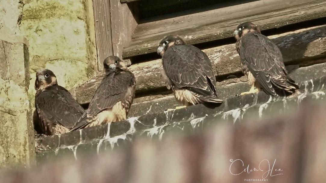 The Falcons – Good Good Feeling / Standing On Guard