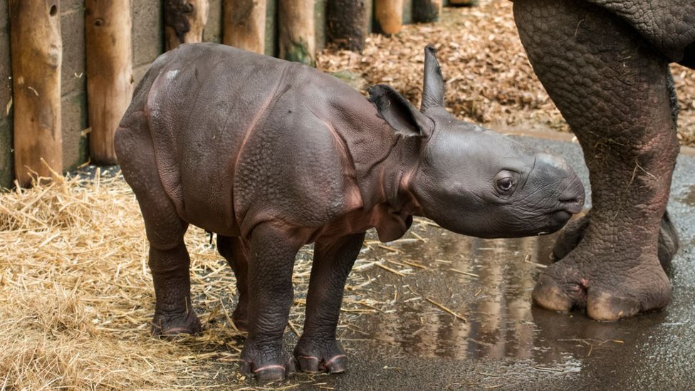 Новорожденный детеныш индийского носорога