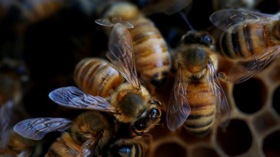 Farm pesticides killing more bees - study