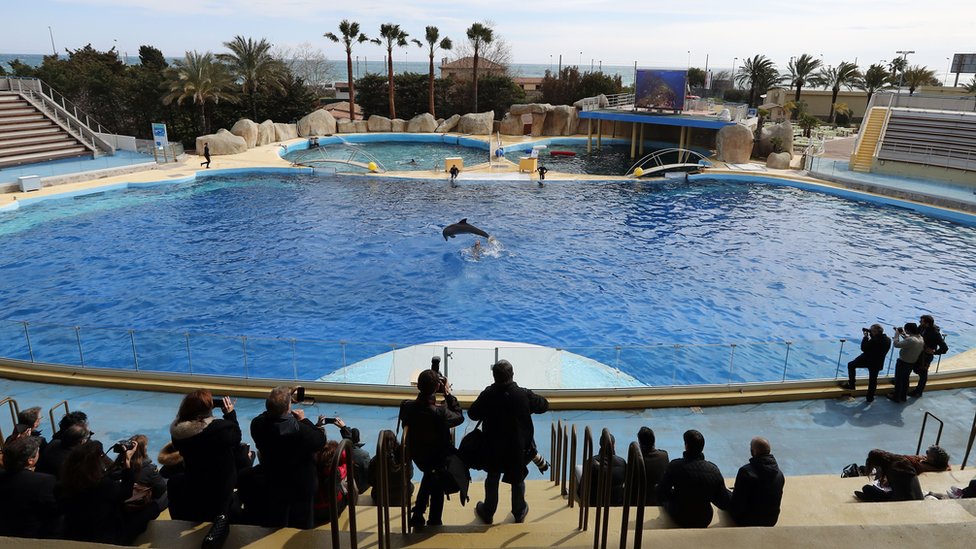 Люди смотрят на дельфина, прыгающего в бассейне тематического парка Marineland на Антибах, на юго-востоке Франции