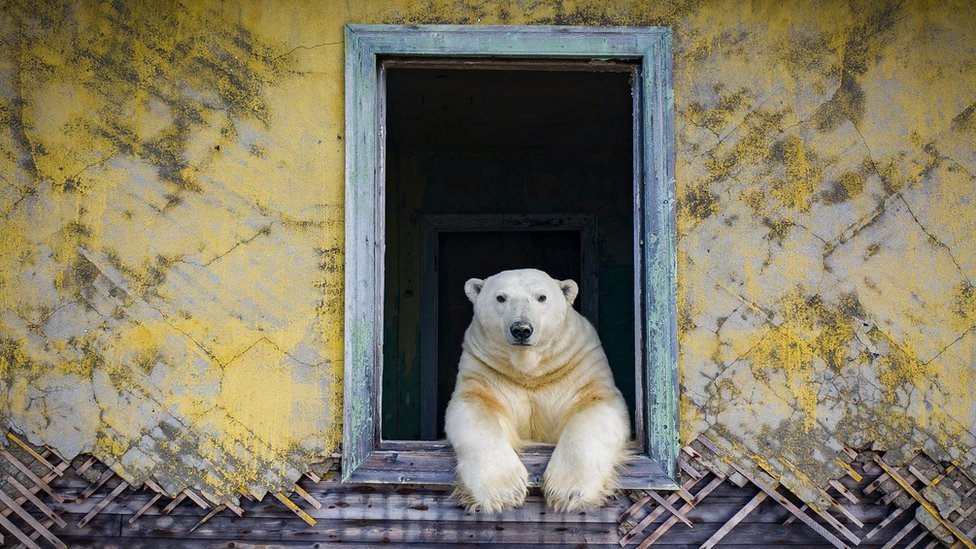 A polar bear looks out of a window