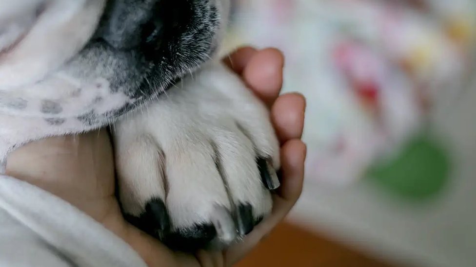 Mão segurando cachorro