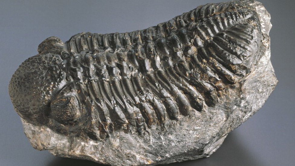 Fóssil de um artrópode do Período Devoniano