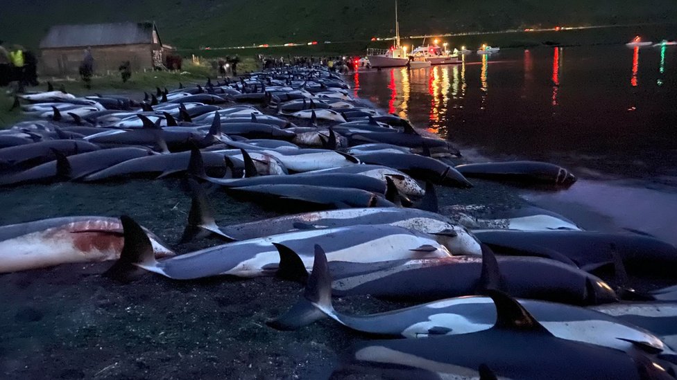 Dolphins in Faroe Islands.
