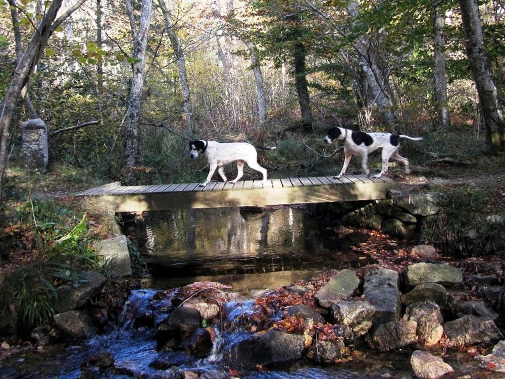 كلاب على جسر خشبي
