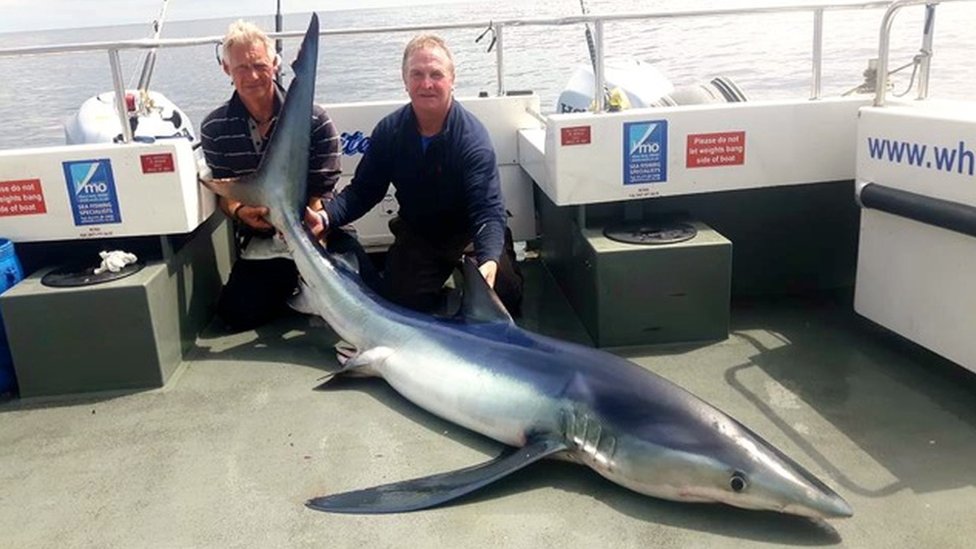 Blue Shark Fishing In Wales - Fishing in Wales