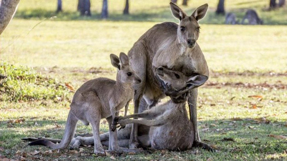 Mourning kangaroo was trying to mate, says expert image