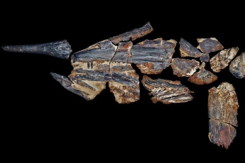 Останки Australopachycormus hurleyi выставлены в музее