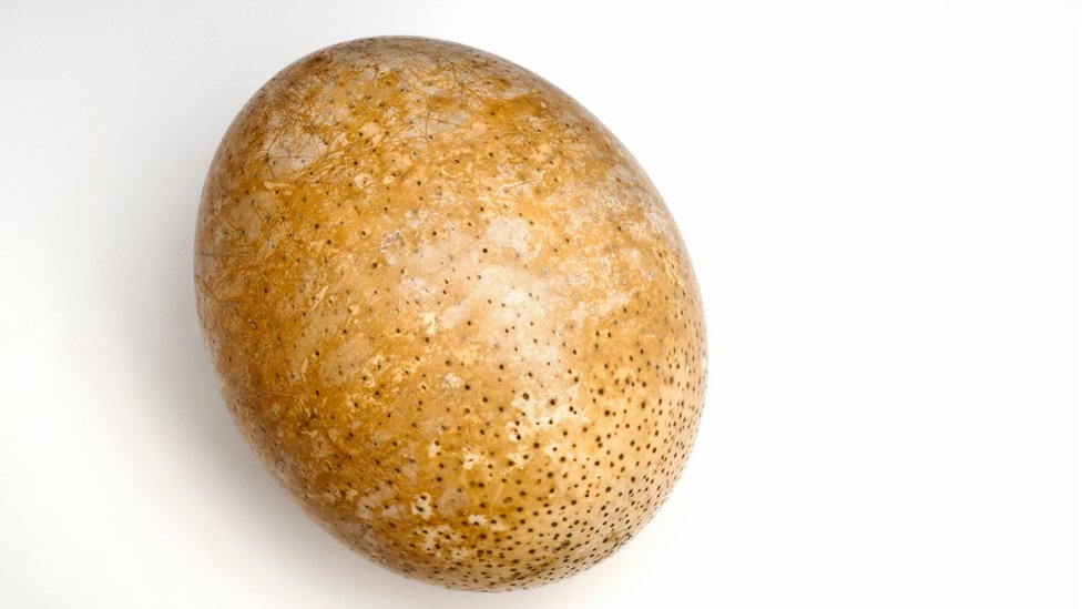Proteins from 'deep time' found in ostrich eggshell - BBC News