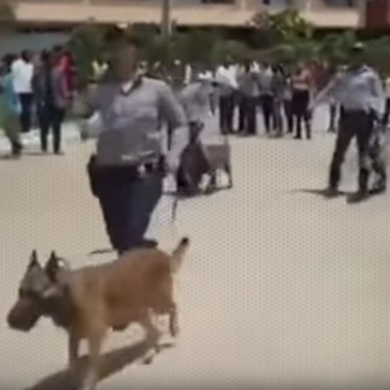 La policía acudió al lugar de los sucesos con perros entrenados.