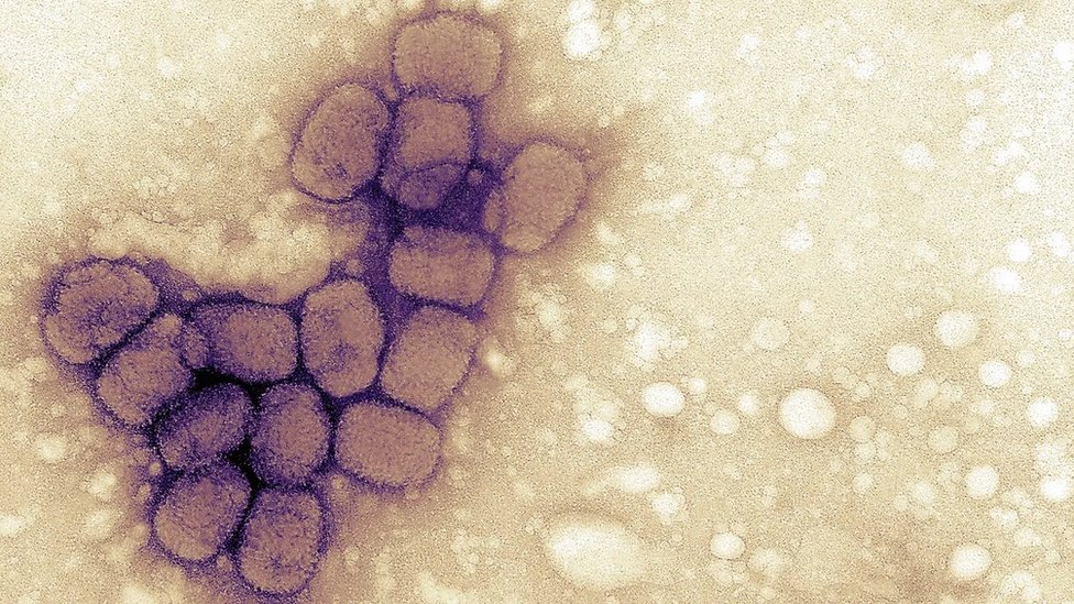 Smallpox Virua