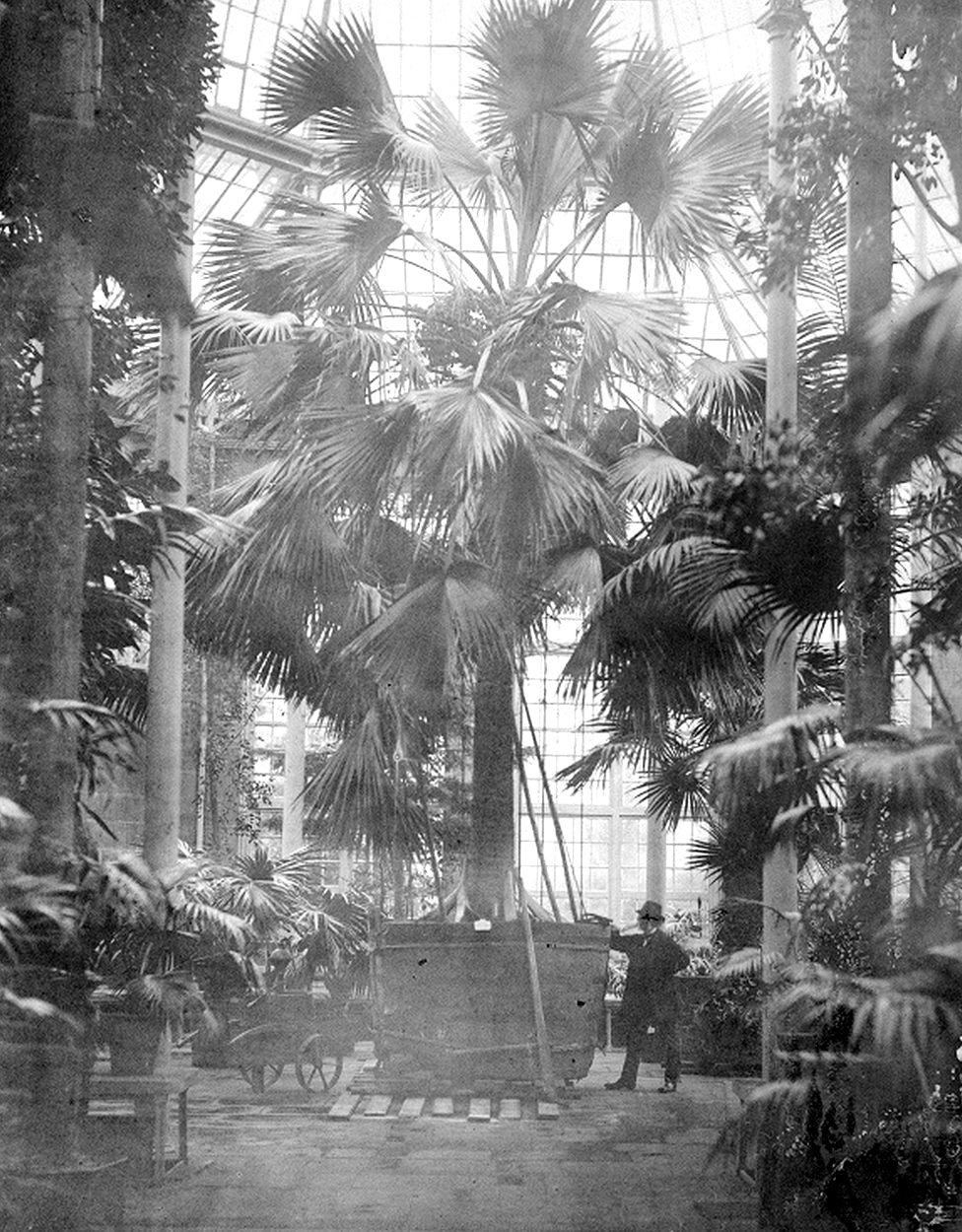 Пальма Сабаль в Королевском ботаническом саду