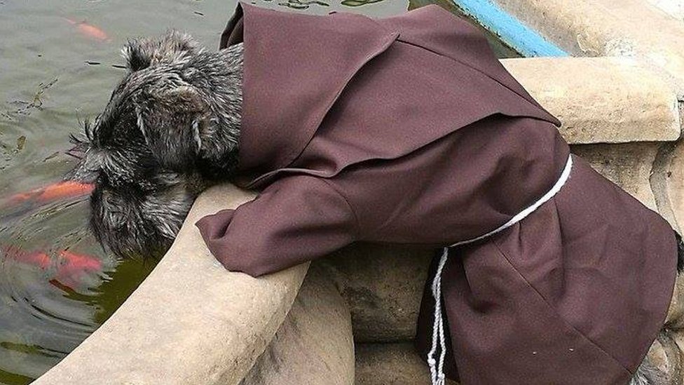 Ченець Кармело, болівійський пес