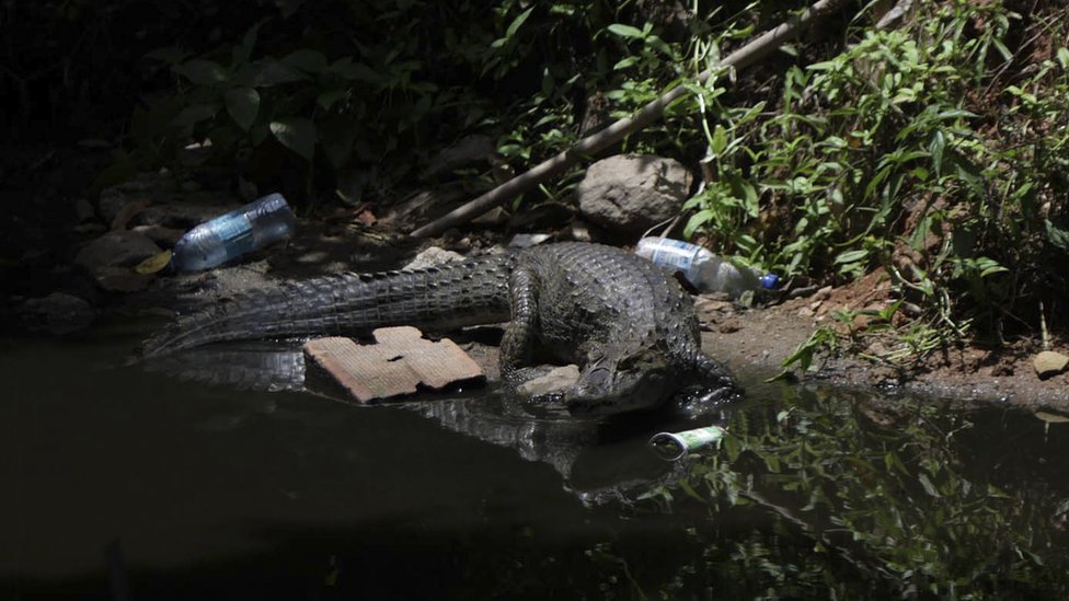 Cobras, jacarés e gambás: Rio de Janeiro tem recordes de animais silvestres em áreas urbanas