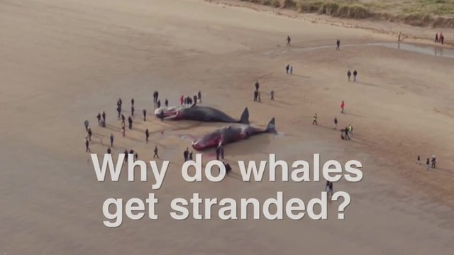 Why Do Whales Strand Themselves Bbc News