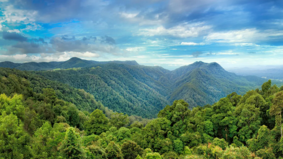 Avustralya'daki Dorrigo ormanı