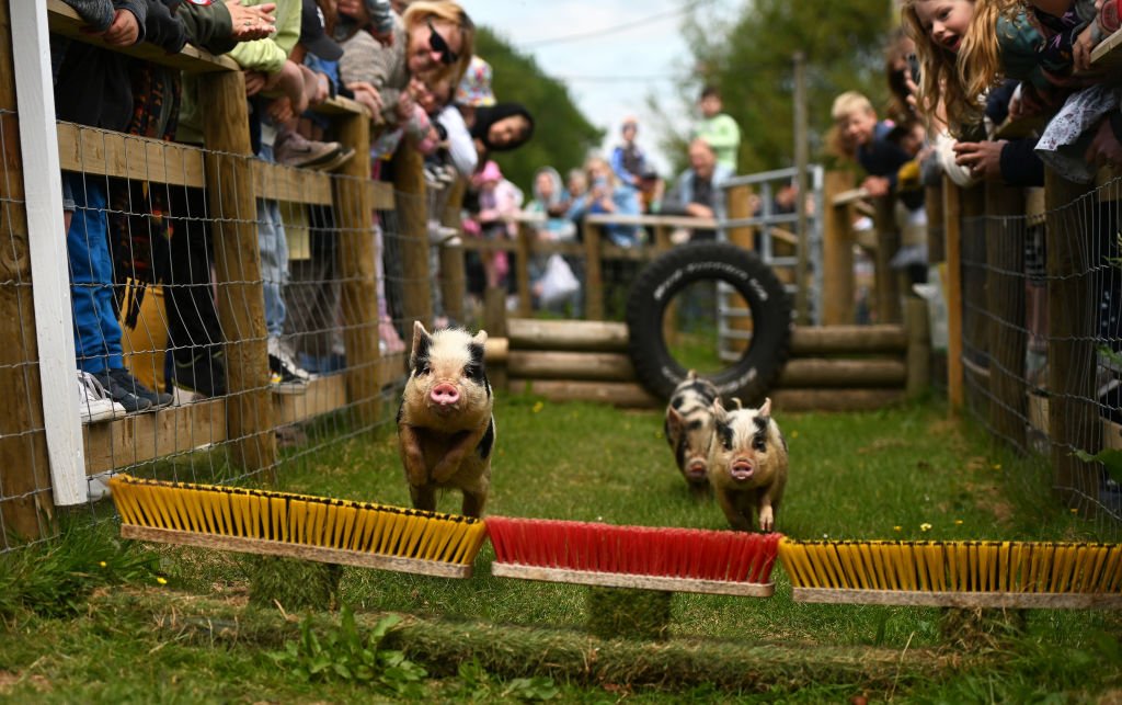 جمهور يستمتع برؤية سباق الخنازير الصغيرة في مزرعة "بيني ويل" في باكفاستلي، إنجلترا، 31 مايو / أيار 2023 .
