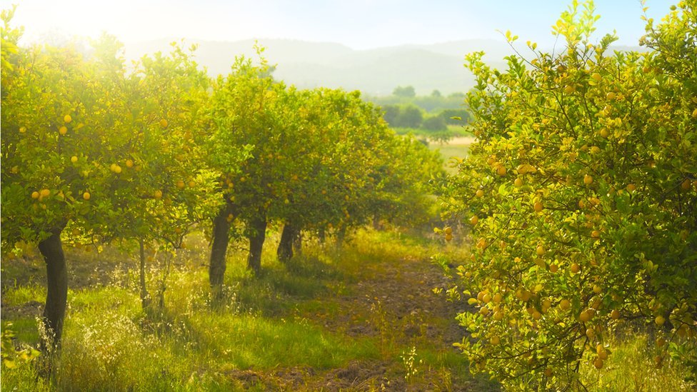 Heredar un limonar debió haber traído fortunas, pero a Gaspare Galati no le trajo más que infortunios. Limonar