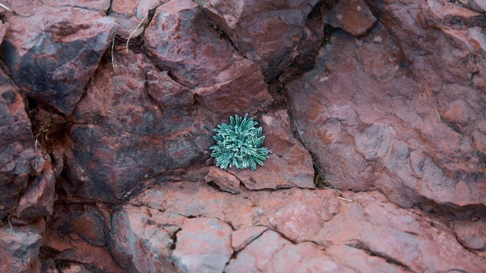 Una planta entre rocas
