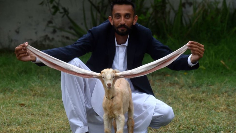 Simbin vlasnik, pakistanski farmer Mohamad Hasan Narejo, ponosno drži njegove uši