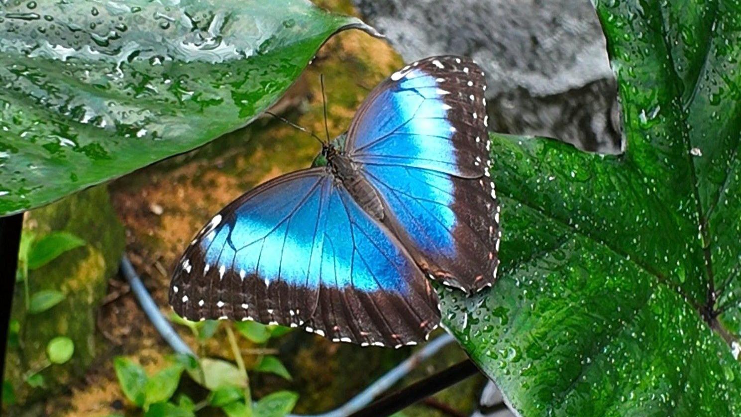 Butterfly release for Sir David Attenborough's 100th birthday