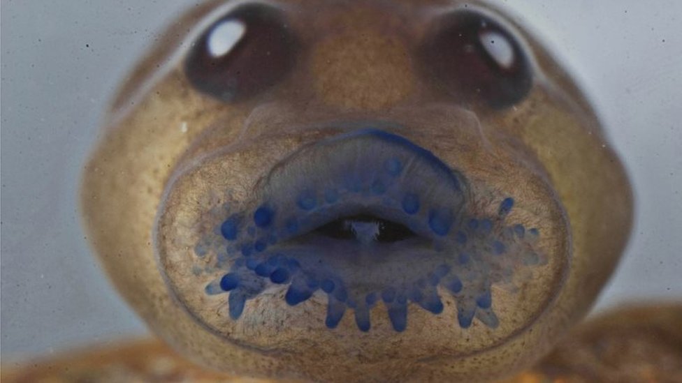 Головастик лягушки по имени Frankixalus jerdonii, принадлежащий к недавно обнаруженному роду лягушек