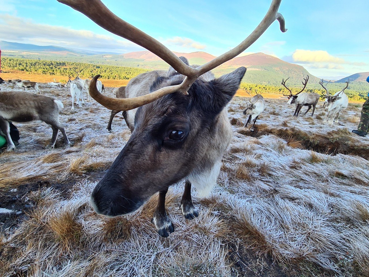 Северный олень Cairngorms