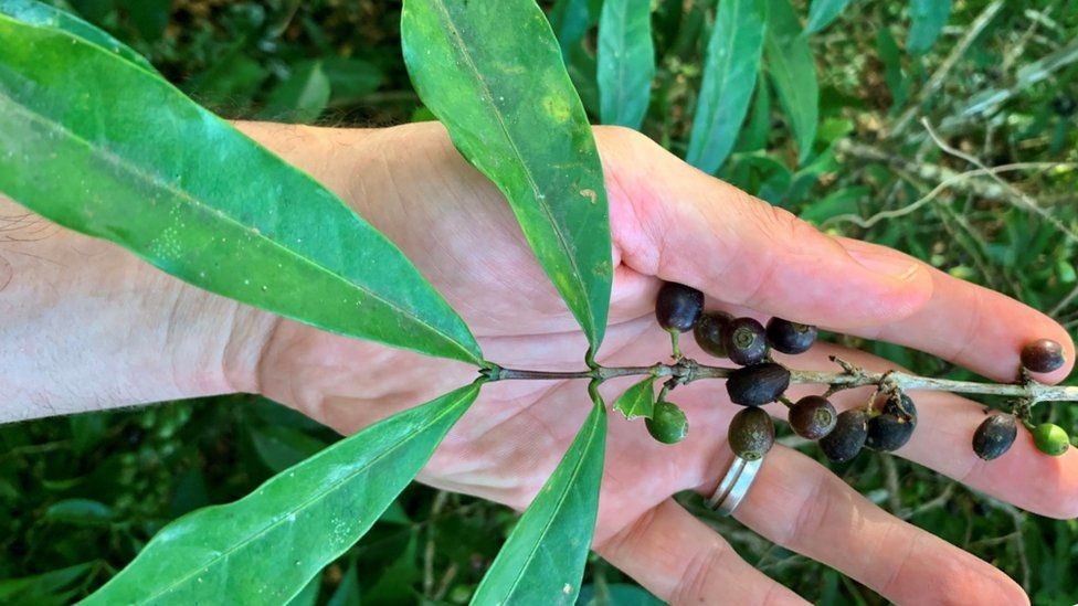 Un científico muestra en su mano una planta de café Coffea stenophylla