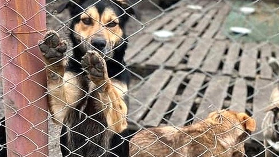 Cachorro apoiado em cerca em abrigo na Ucrânia