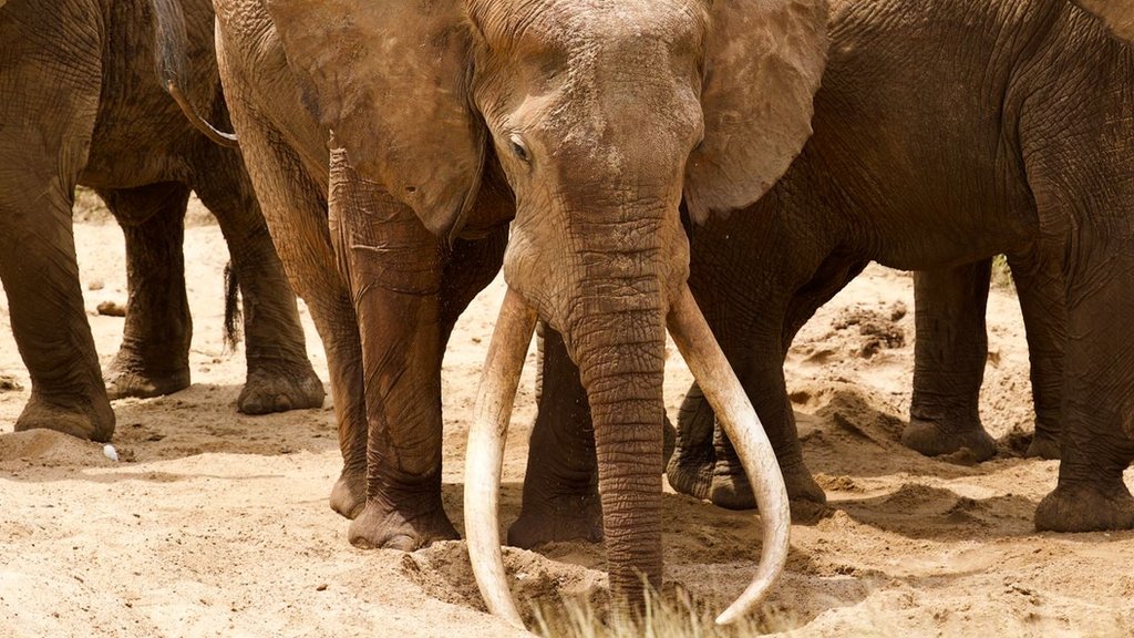 A super tusker with other elephants