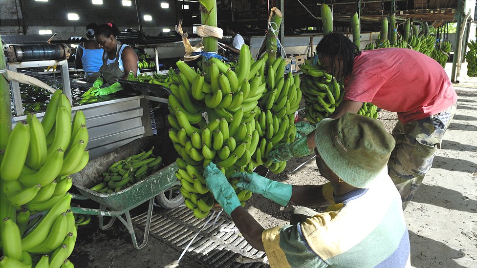 Рабочие банановой плантации Мартиники, фото 1 января 2006