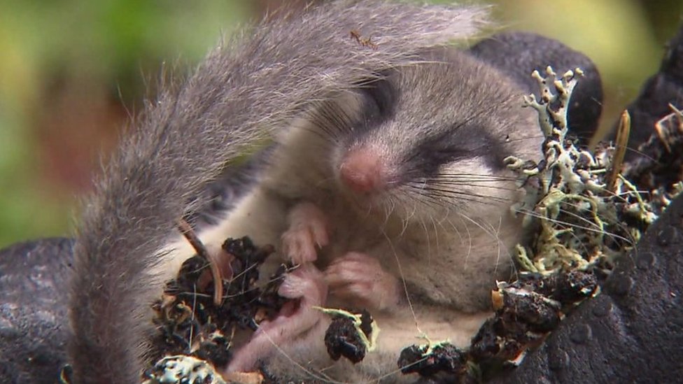 Rare tree dormouse not seen for 20 years found in Austria