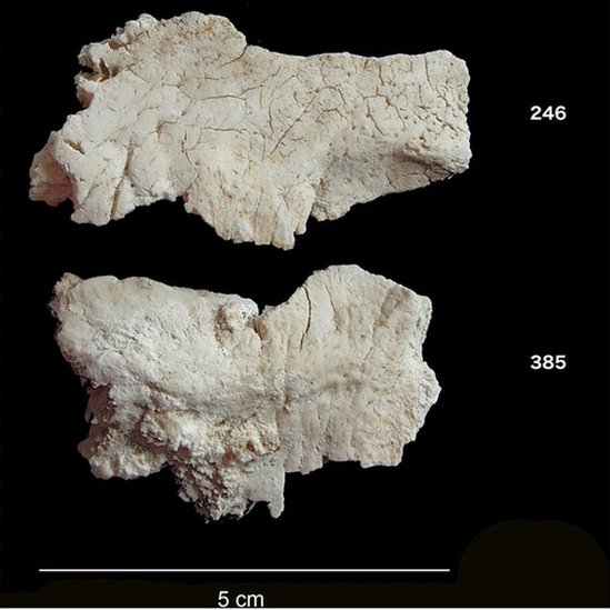 Fragmentos de cráneos encontrados en Stonehenge
