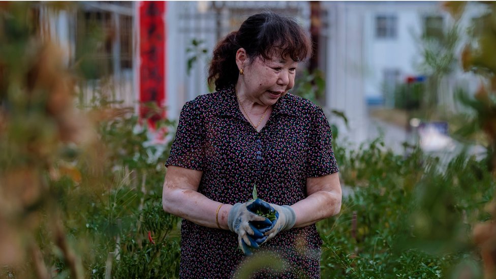 Senhora chinesa idosa colhe plantas de sua horta