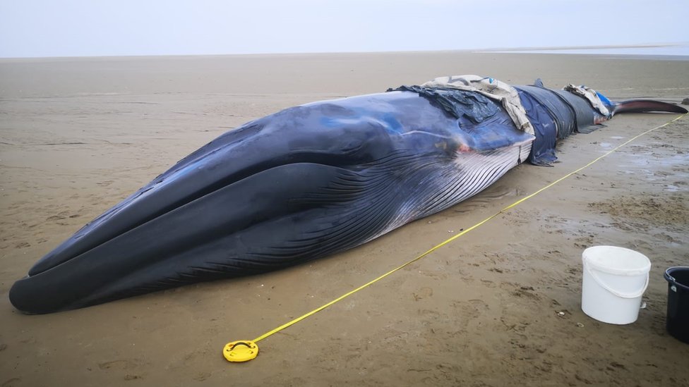 10-метровый кит был выброшен на берег в устье реки Дисайд
